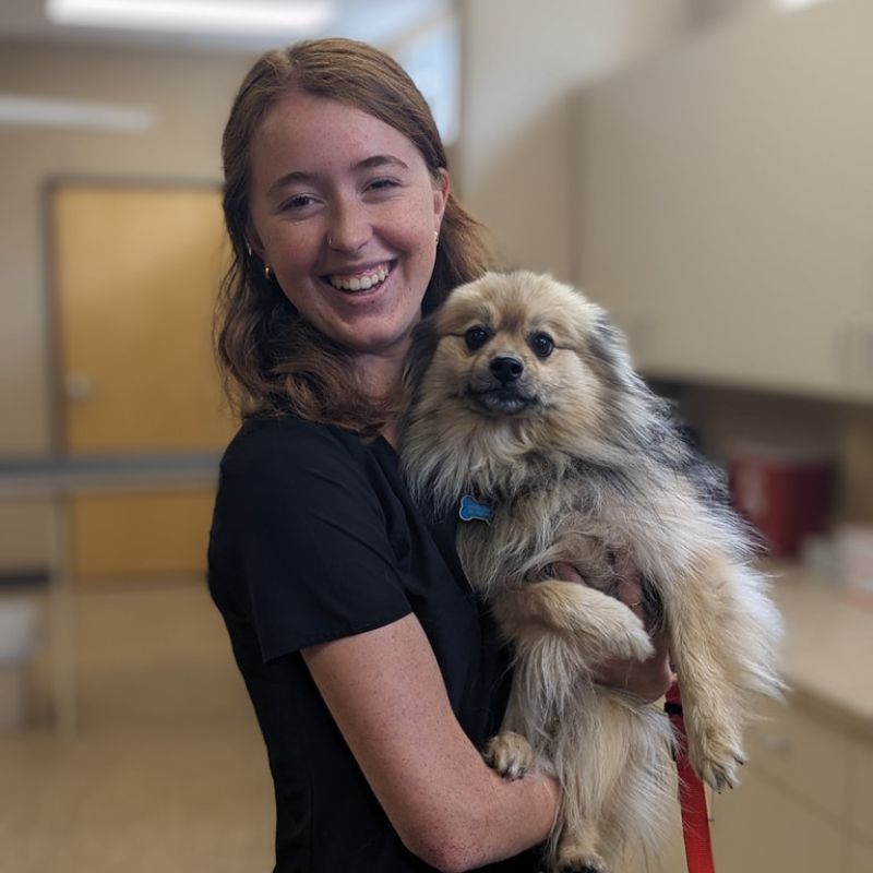 veterinary hospitals veterinary care